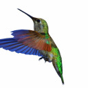 nmhummingbird avatar