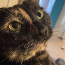 noahh-blossom avatar