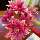 normalandsane avatar