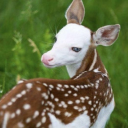 northwoodsfawn avatar