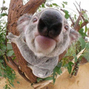 nosykoala avatar