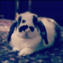 nothingbuttbunnies avatar