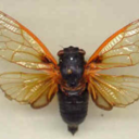 notthecicada avatar