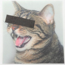 ohsomanycats avatar