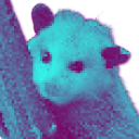 opossumdev avatar