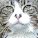 oskarthemainecoon avatar