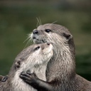 otterly-in-love avatar