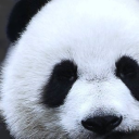 pandaswanderschaft avatar