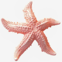 paradisestarfishh avatar