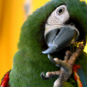 parrotsland avatar