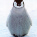 penguinsforlife avatar