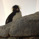 perplexed-penguin avatar