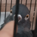 pibbythepigeon avatar