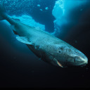 pickled-greenland-shark avatar