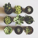 pictures-of-succulents avatar