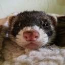 playtimeferrets avatar