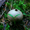 pnwmushrooms avatar