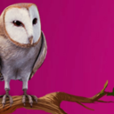 pottermoreowl-blog avatar