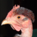 poultrypalooza avatar