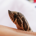 pretzel-the-hognose avatar