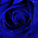 prussian-blue-rose avatar