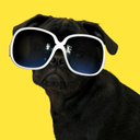 pugonholiday avatar