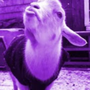 purple-goat-blog avatar