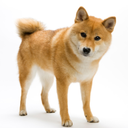 queenof-shiba-blog avatar