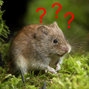 quizzicalvole avatar