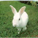 rabbitwithapencil avatar