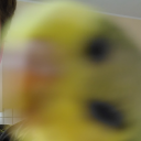 radbudgie avatar