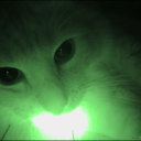 radioactive-kitty avatar