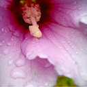 rae-rae97-blog avatar