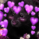 ratdarling avatar