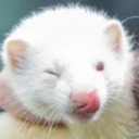 raytheferret avatar