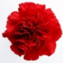 redincarnations avatar