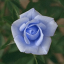 sapphirerose1990 avatar