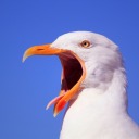 seagullsausage avatar