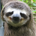 secretivesloth avatar