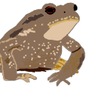 sevenswansinatrenchcoat avatar