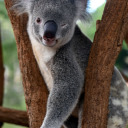 sexykoala24-7 avatar