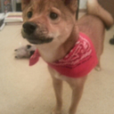 shibaowner avatar