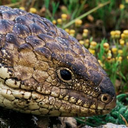 shingleback-fr avatar