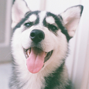 siberianhuskys avatar