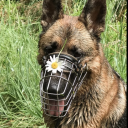 sillywolfgoat avatar