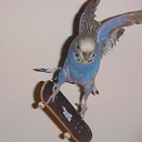 skateboardingparrots avatar