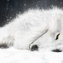 slashwolf avatar