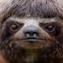 slothballs avatar