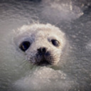 slushyseals avatar