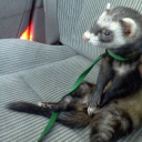 smallestferret avatar